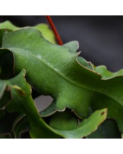 Epiphyllum Monstrosa 'Curly Sue'