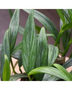 Epipremnum Amplissimum, Pothos