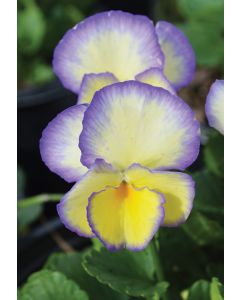 Viola, Sweet Violet 'Etain'