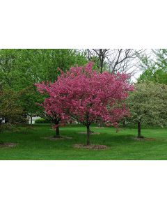 Malus, Flowering Crabapple 'Prairiefire' (Large)