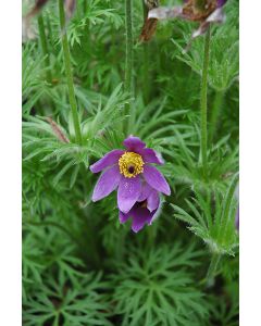 Pulsatilla, Pasque Flower