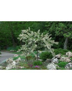 Malus, Flowering Crabapple 'Tina' (Large)