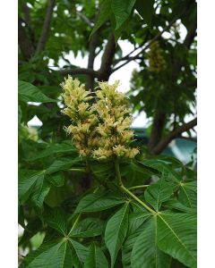 Aesculus, Arnold Buckeye 'Autumn Splendor'