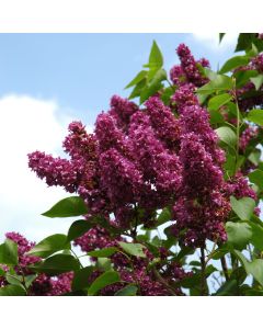 Syringa, Common Lilac 'Charles Joly'