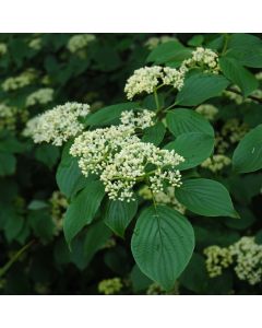 Cornus, Pagoda Dogwood Tree (Large Sizes)