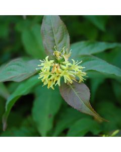 Diervilla, Northern Bush Honeysuckle 'Dwarf'