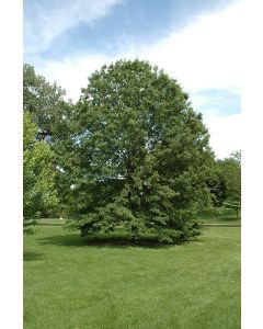 Quercus, Northern Pin Oak (Large)