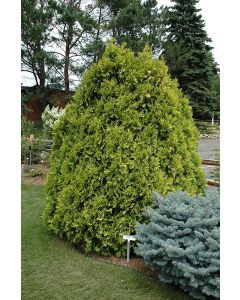 Thuja, Arborvitae 'Sunkist' (Large)