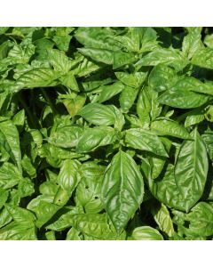 Ocimum, Basil 'Sweet Basil'