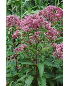 Eupatorium, Joe Pye Weed 'Minnesota Native'