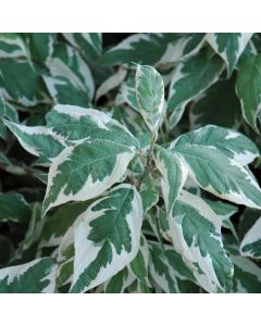 Cornus, Siberian Dogwood 'Ivory Halo®'