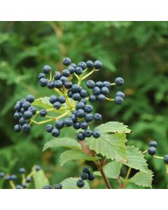 Viburnum, Arrowwood 'Blue Muffin®'