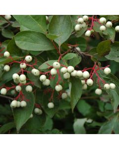 Cornus, Grey Dogwood 