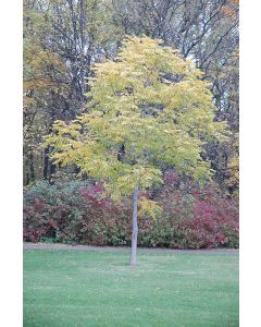 Gymnocladus, Kentucky Coffeetree (Large)