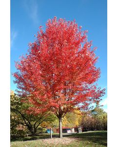 Acer, Freeman Maple 'Autumn Blaze®'