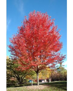 Acer, Freeman Maple 'Autumn Blaze®' (Large Sizes)