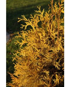 Thuja, Arborvitae 'Yellow Ribbon'