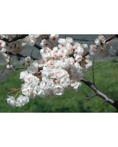 Prunus, Plum Flowering 'Princess Kay'