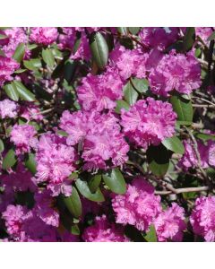 Rhododendron, Small Leaf 'P.J.M.'