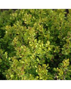 Berberis, Japanese Barberry 'Golden Nugget™'