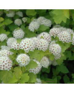 Physocarpus, Ninebark 'Dart’s Gold'