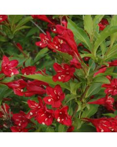 Weigela, Green Foliage 'Red Prince'