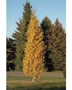 Betula, White Birch 'Dakota Pinnacle®' (Large)