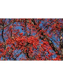 Malus, Flowering Crabapple 'Red Splendor' (Large)