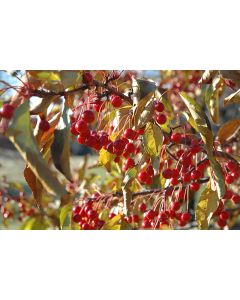 Malus, Flowering Crabapple 'Red Jewel™' (Large)