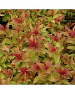 Spiraea, Bumalda Spirea 'Goldflame'