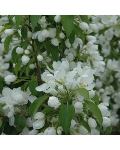 Malus, Flowering Crabapple 'Spring Snow' (Large Sizes)