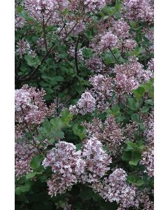 Syringa, Korean Lilac Tree 'Dwarf'