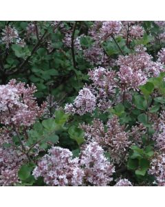 Syringa, Korean Lilac 'Dwarf'