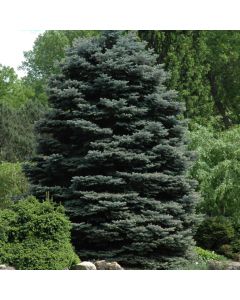 Picea, Colorado Blue Spruce 'Fat Albert' (Large Sizes)