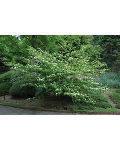 Cornus, Pagoda Dogwood Tree (Large)