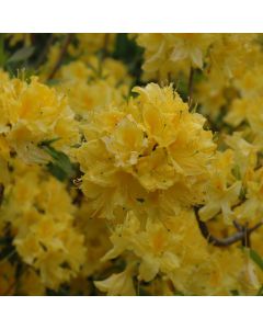 Rhododendron, Azalea 'Lemon Lights'