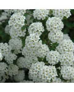 Spiraea, Vanhoutte Spirea 'Renaissance'