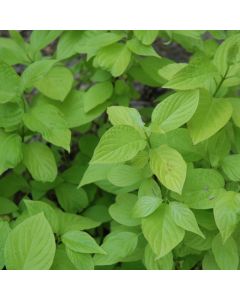 Cornus, Siberian Dogwood 'Garden Glow™'