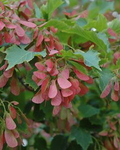 Acer, Amur Maple 'Flame' (Large)