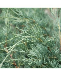 Juniperus, Rocky Mountain Juniper 'Moonglow' (Large Sizes)