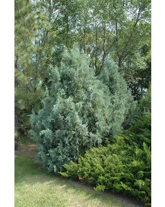 Juniperus, Rocky Mountain Juniper 'Wichita Blue' (Large)