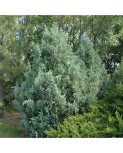 Juniperus, Rocky Mountain Juniper 'Wichita Blue' (Large Sizes)