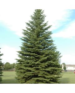 Picea, Colorado Spruce (Large Sizes)