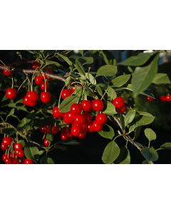 Prunus, Cherry 'Bali' (Large)