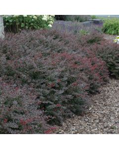 Berberis, Japanese Barberry 'Crimson Pygmy'