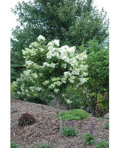 Hydrangea Tree, Panicle 'Pink Diamond' (Large)