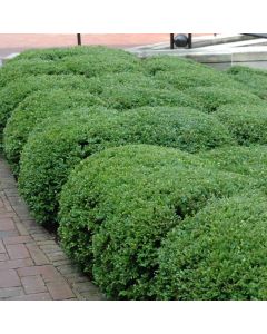 Buxus, Boxwood 'Chicagoland Green®'