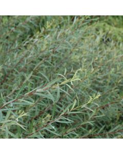 Salix, Purple Willow 'Dwarf Blue Arctic'