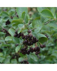 Aronia, Black Chokeberry 'Glossy'