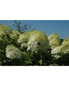 Hydrangea Tree, Panicle 'Phantom'